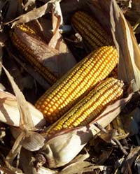 corn