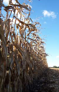 cornfield